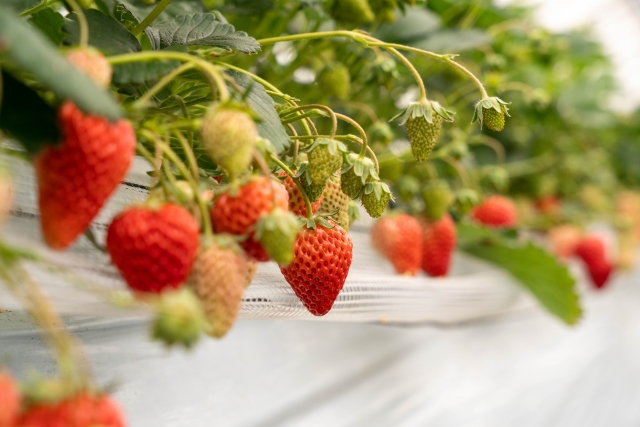 ビニールハウスのいちご